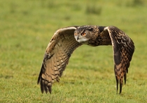 The Eurasian Eagle-Owl Bubo bubo in flight  Photo by Malcolm Paynter
