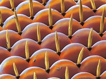 The eye of a Fruit Fly Close-up 