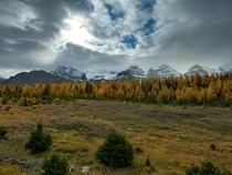 The fall colours of Larch Valley in Banff Alberta 