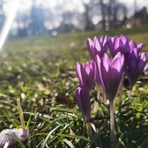 The first crocus blooms  in Karlsruhe Germany 