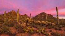 The first Sonoran sunset of  was nothing short of magical in southern Arizona 