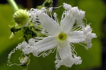 The Flower of Serpent Gourd Trichosanthes cucumerina - a nocturnal beauty whose bud slowly unfurls overnight into a delicate strongly scented flower fringed with long lace-like tendrils lasting for only a day