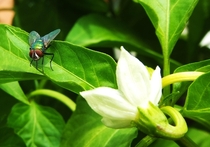 The Fly vs The Pepper Flower 
