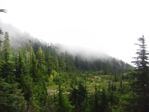 The foggy forests of Northern BC BC Canada 