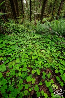 The forest floor in Ecola State Park Cannon Beach OR 