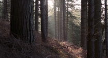 The forest looked pretty cinematic the other morning - Brocton Coppice Staffordshire UK 