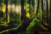 The forests of Ecola State Park Oregon  by Dylan Toh