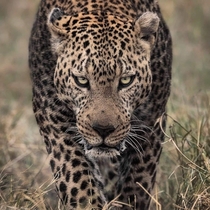 The gaze of a killer What would your next actions be if you stumbled upon this leopard