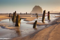 The Ghost Forest of Neskowin Oregon 