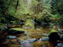 The Great Bear Rainforest British-Colombia 
