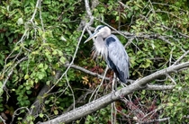 The Great Blue Heron f  mm ISO 