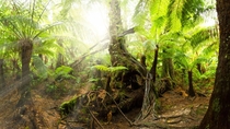 The Great Otway Rainforest Australia 