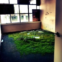 The green room Abandoned office space Christchurch New Zealand