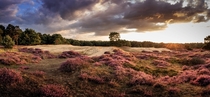 The heather fields in The Netherlands are blooming right now Drenthe NL 