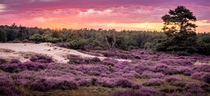 The heather is blooming in The Netherlands 