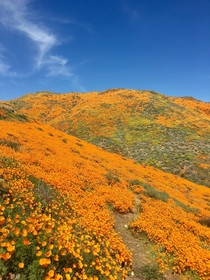 The hills are on fire with California Golden Poppies in Riverside CA  Lake Street in Lake Elsinore 