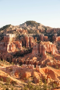 The hoodoos in Bryce Canyon 