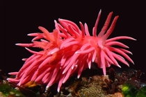 The Hopkins rose nudibranch a type of seaslug in the waters off the California coast photo by Gary McDonald 