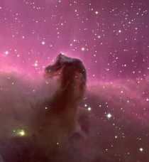 The Horsehead Nebula Bright spots at its base are young stars just in the process of forming 