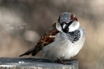 The House Sparrow Passer domesticus 