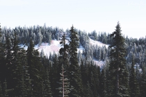 The icy evergreens of Mt Rainier National Park Washington  itkjpeg