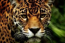 The intense stare of a jaguar Panthera onca 