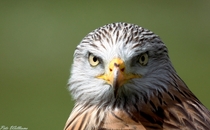 The intense stare of a Red Kite 