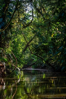 The jungle canals of Tortuguero National Park Costa Rica Taken Feb  