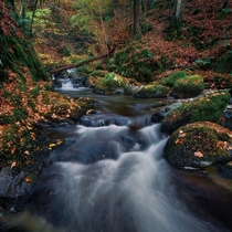 The last of this years autumn colours down in Stock Ghyll Force Lake District Cumbria England 