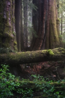 The Last Stand - Vancouver Island -