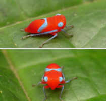 The leafhopper nymph from Ecuador
