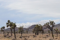 The Little San Bernardino Mountains from Joshua Tree National Park Ca March   