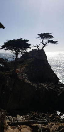 The Lone Cypress  Mile drive Monterey CA 
