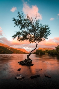 The Lone Tree on Llyn Padarn Snowdonia Wales 