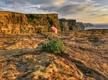 The loneliest flower sitting on the Cliffs of Moher Ireland 