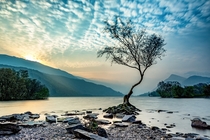 The Lonely Tree Llyn Padarn North Wales 