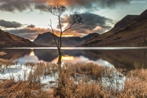 The Loner - the famous tree on Buttermere in the Lake District England  by Brian Kerr