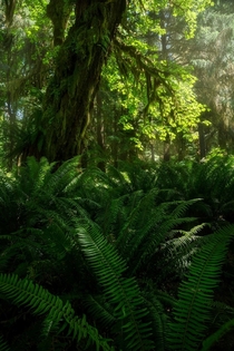 The lush rainforest of Vancouver Island Canada 