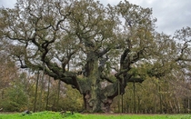 The Major Oak in Sherwood Forest Nottinghamshire recently voted Englands Tree of the Year Photo by Phil Lockwood  x-post rOakPorn