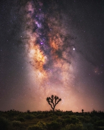 The Milky Way rising above a lone tree in Joshua Tree National Park  x IGjordanwatke