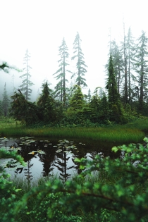 The misty wetlands of British Columbia  Intsa markcmcgovern