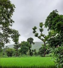 The monsoon is my favorite time of the year  Rural Maharastra India 