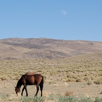 The moonrise and some grazing mustangs at  in the afternoon on the way to work Clark NV 