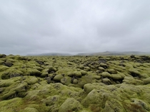 The moss layer formed on the rocks in Iceland as a result of the eruption of the Eyjafjallajkull volcano in  and the ash spread  - ig alperyesiltas