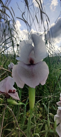 The most beautiful flower in the world Iris lortetti