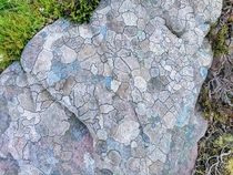 The most beautiful lichen Ive seen Dingle Peninsula County Kerry Ireland 