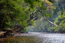 The oldest Rainforest on Earth  Taman Negara National Park Malaysia