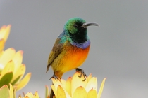 The Orange-Breasted Sunbird 