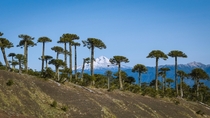 The other day a saw a similar photo here so i wanted to share mine Llaima Volcano with some Araucaria Trees Araucana Chile 