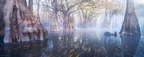 The otherworldly swamps of North Florida  Photo by Paul Marcellini xpost from runitedstatesofamerica